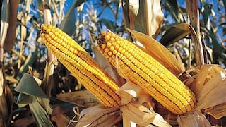 Importación de maíz amarillo desde Estados Unidos se reduce y desde Bolivia avanza