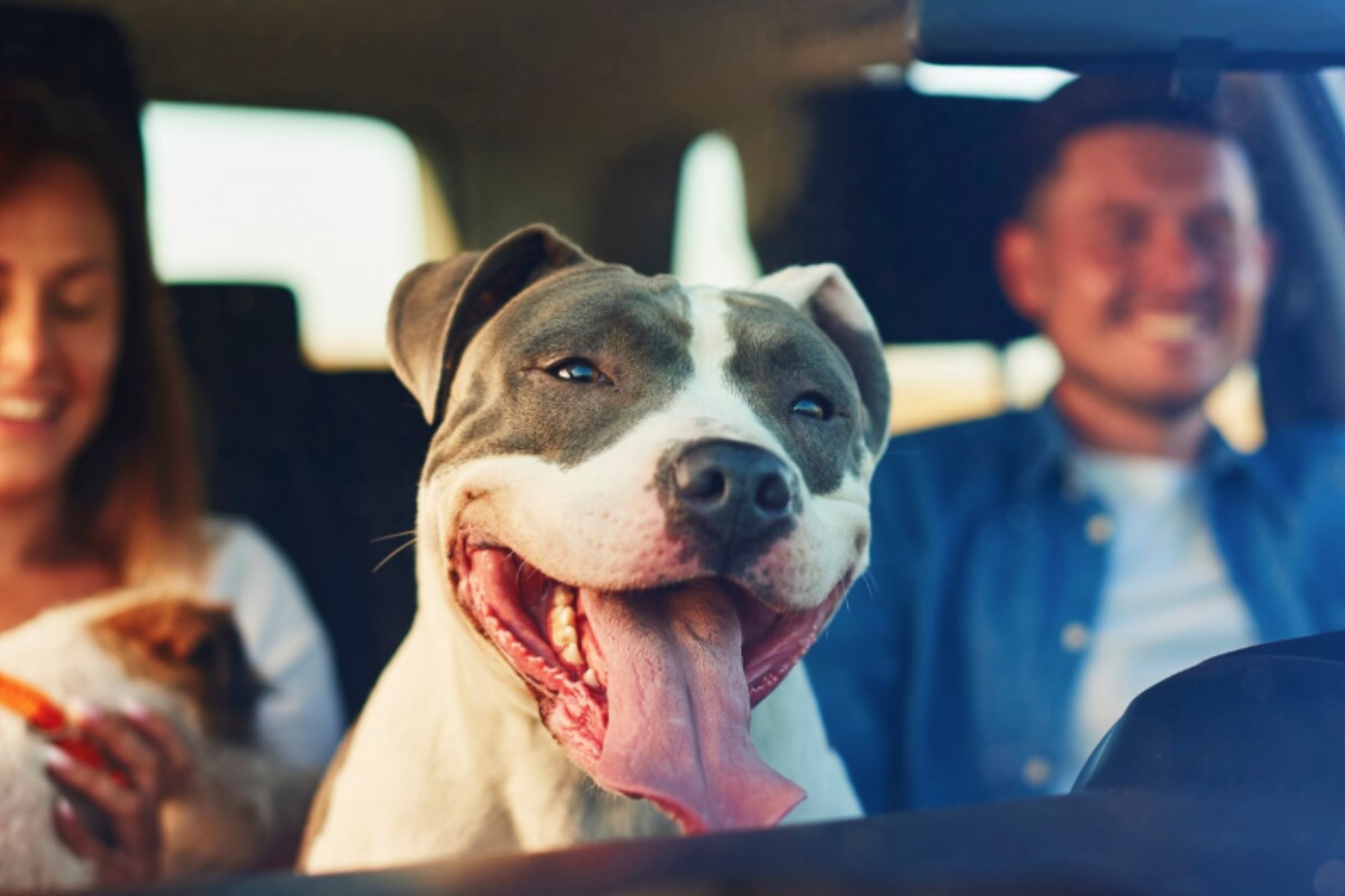Muchos consideran a su mascota como un miembro más de su familia (Foto: Magnific)