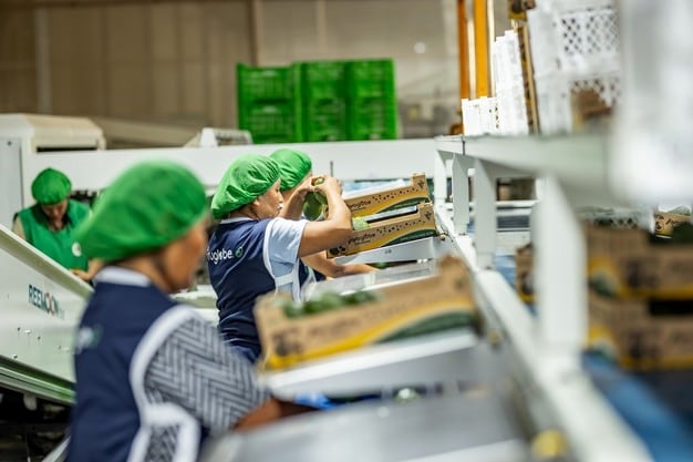 En la sierra, hay mayor riesgo de heladas y lluvias intensas, además de mayores distancias logísticas hacia las plantas de empaque en la costa.