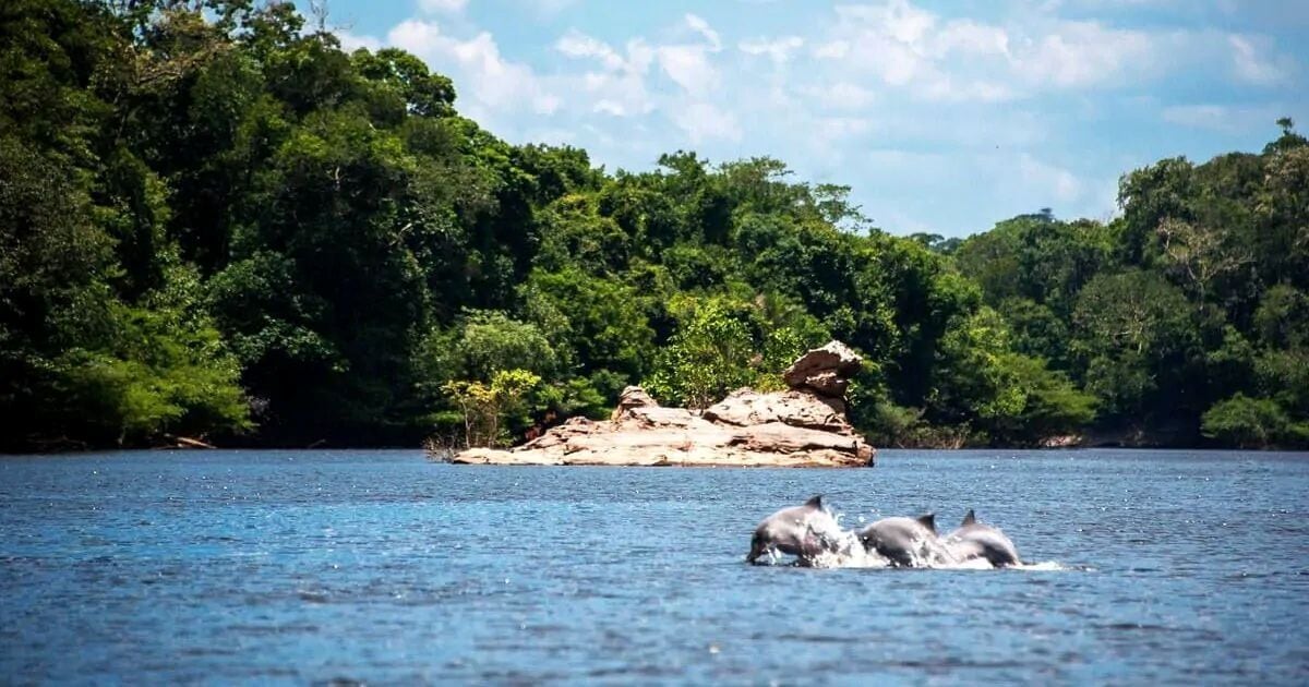 Los parques nacionales brasileños registraron un récord de 13.6 millones de visitantes en 2025, impulsando el turismo de naturaleza y el desarrollo local. Imagen del Parque Nacional de Jaú. Foto: Josangela Jesus/ Realtime1.