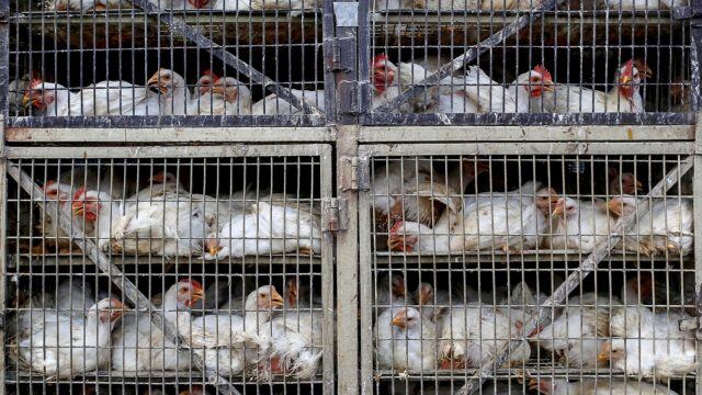 Confirman muerte de mujer por gripe aviar H3N8 en China; esto dice la OMS