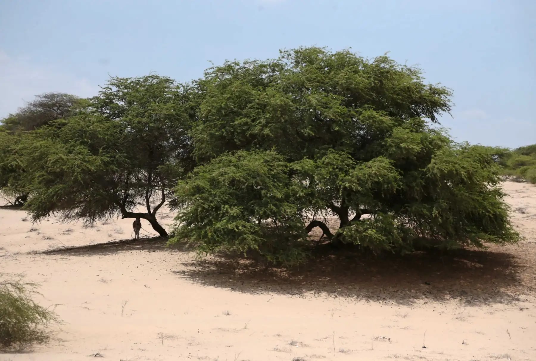 ¿Qué hace Osinfor para vigilar el bosque seco del Perú? (Foto: Andina)