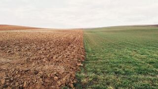 FAO: La erosión del suelo puede reducir el rendimiento de los cultivos a la mitad