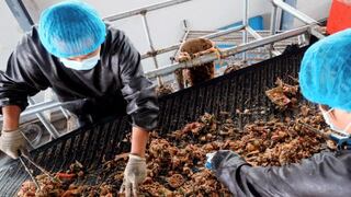 Millones de cucarachas trabajan triturando desechos de cocina en China