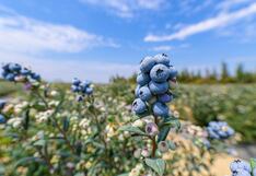 Agrovision: empresa con capital de EE.UU. que convirtió el desierto del norte de Perú en arándanos