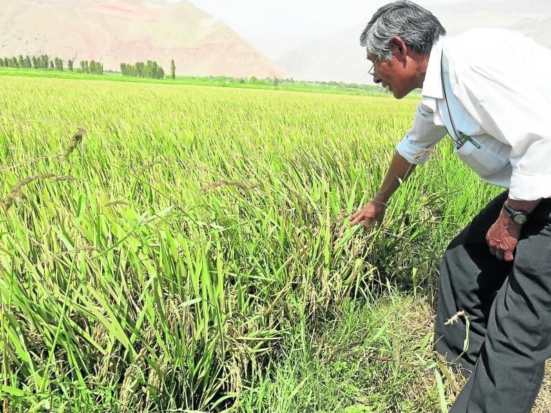 Cosecha de arroz se prolongará hasta junio en el valle de Tambo