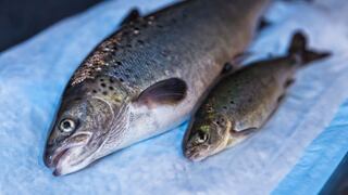 Venderán salmón modificado genéticamente en tiendas de EE.UU.