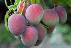 El Niño amenaza campaña de mango: producción podría caer hasta un 60%