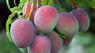 El Niño amenaza campaña de mango: producción podría caer hasta un 60%