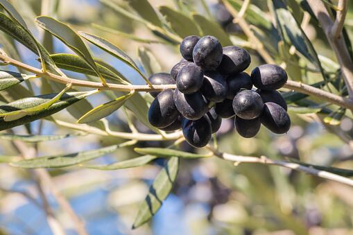 aceitunas. foto: ISTOCK