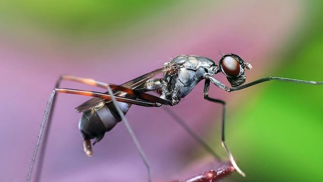 Hay al menos 20,000 billones de hormigas en la Tierra, según estudio