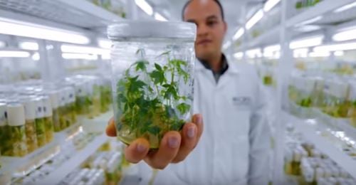 El objetivo de este tratado es mejorar la transparencia del sistema internacional de patentes y evitar la concesión indebida de derechos sobre recursos genéticos y conocimientos ancestrales. Foto: Andina