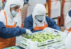Agroindustrias AIB acumula producción ante menor venta de congelados y reporta pérdidas