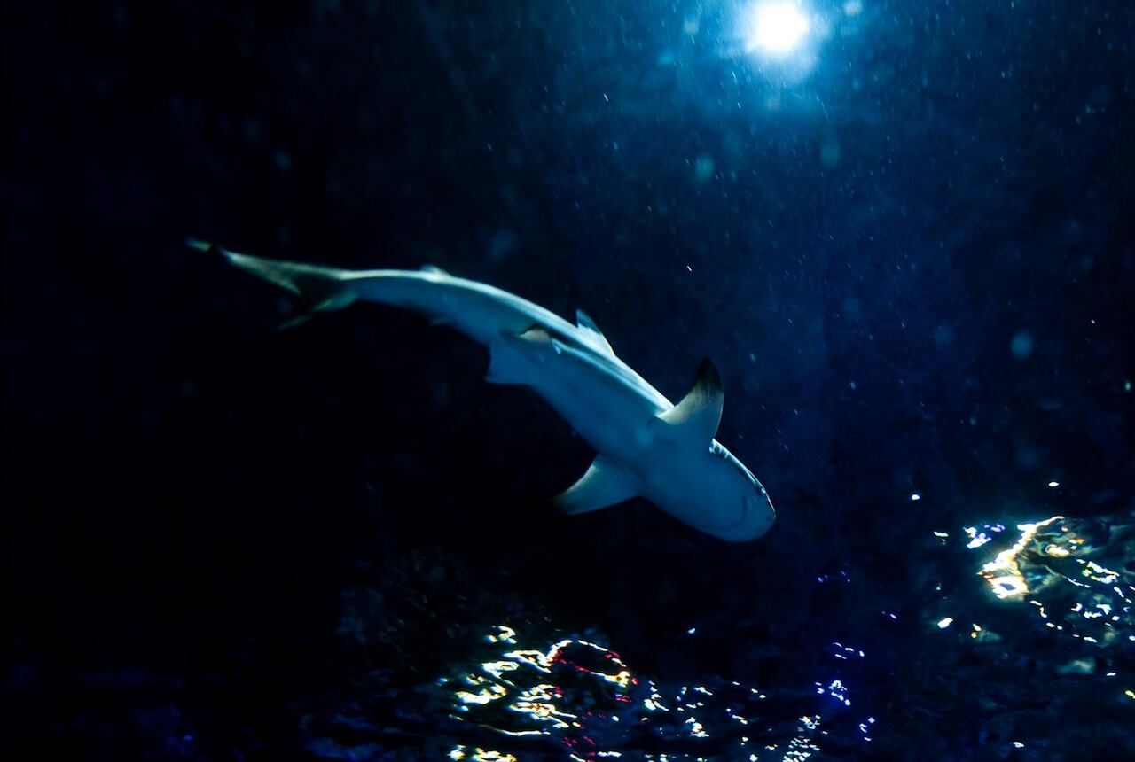 Este fue el tiburón que ha llegado desde Alemania a las instalaciones del Sea Life en LEGOLAND Florida (Foto: Sea Life)