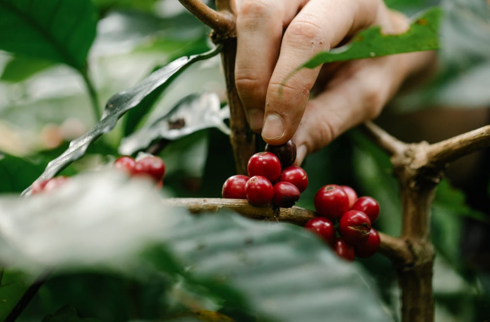 La campaña cafetalera en Perú inició un mes más tarde de lo usual. (Foto: Pexels)