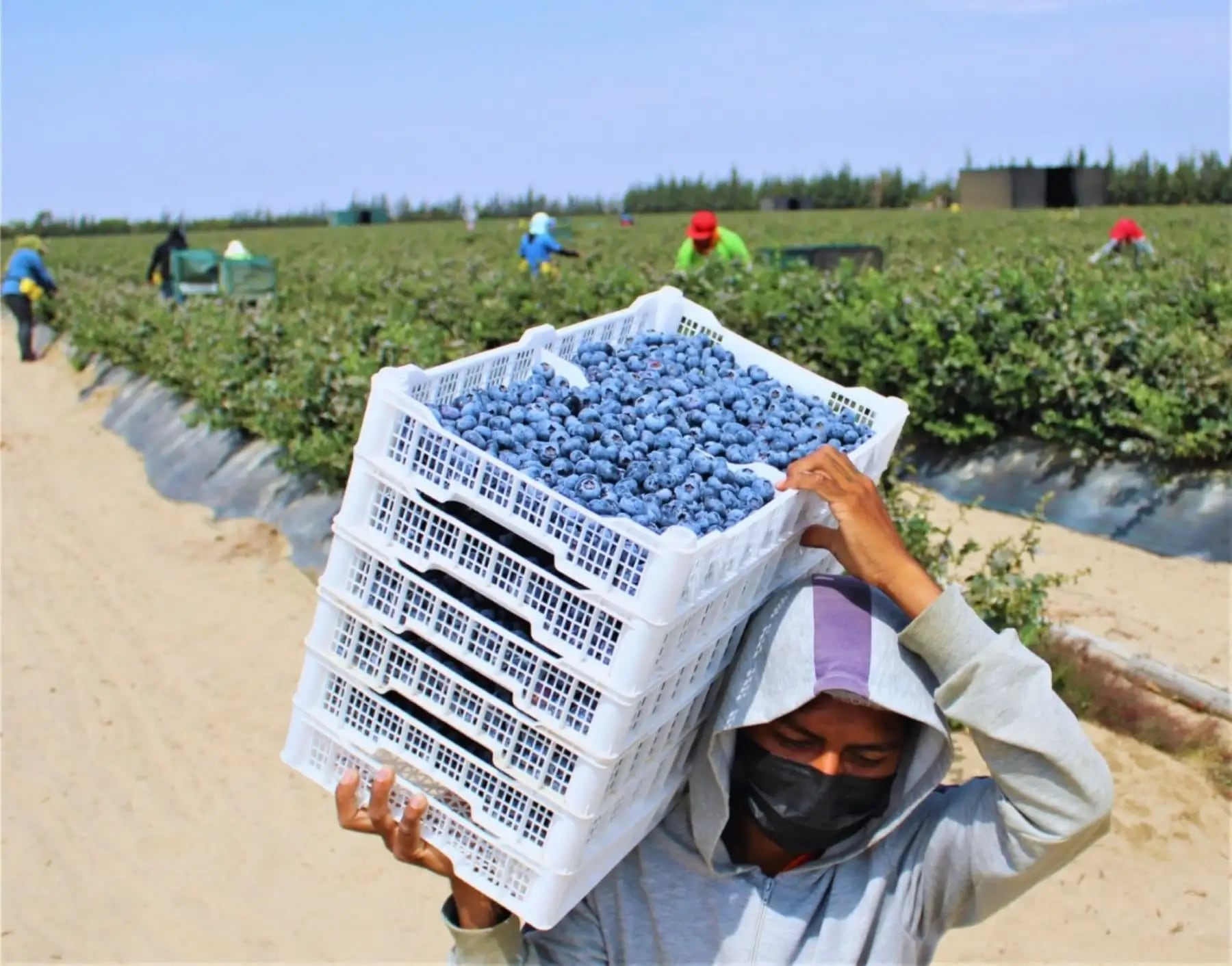 El agro es el principal motor de la economía en La Libertad. (Foto: Andina)