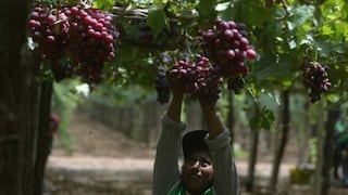 Comex: Las exportaciones peruanas de uvas frescas aumentaron 9% en primer semestre