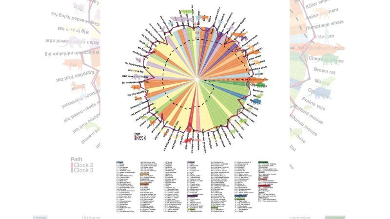 Estas variaciones en los patrones de metilación indican probablemente diferencias en el desarrollo. (Foto: EFE)