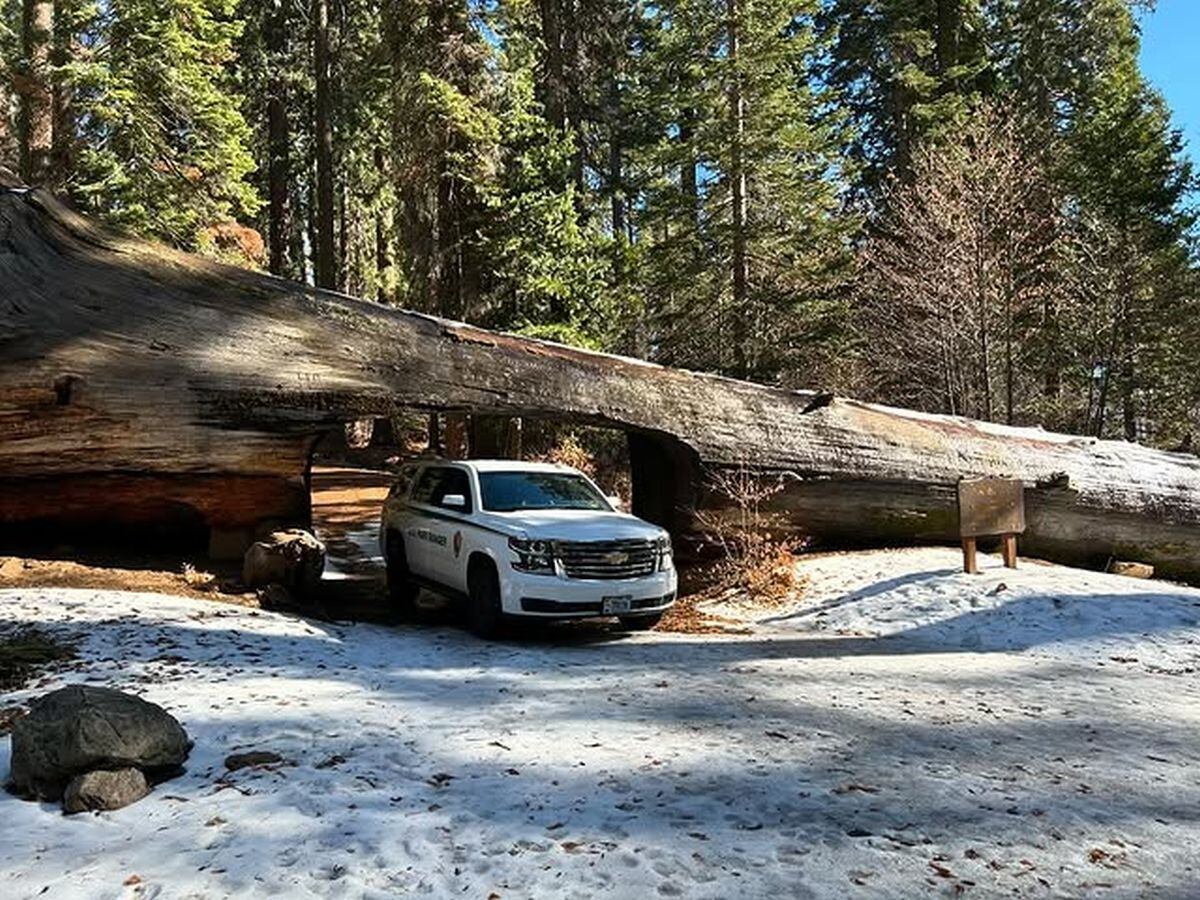 Ambos tienen lugares atractivos por sus montañas y árboles gigantes (Foto: Sequoia & Kings Canyon / Instagram)