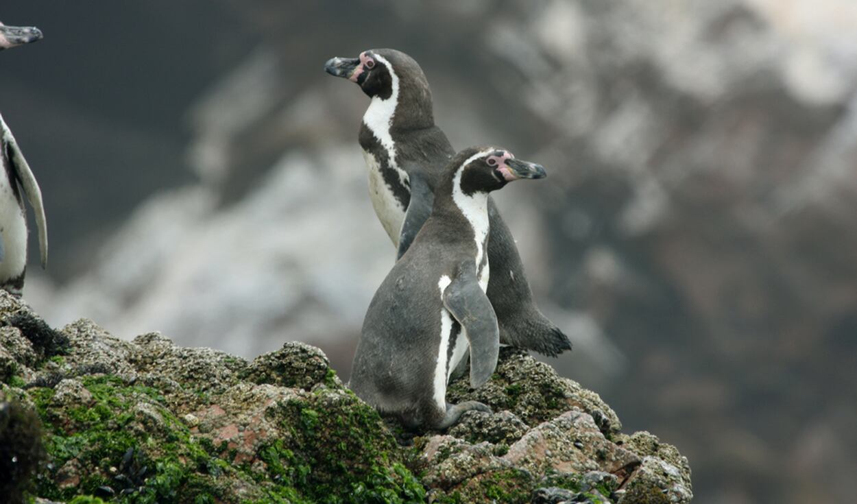 Desde diciembre, el SAG encontró más de 38.000 aves silvestres muertas. (Foto: shutterstock)