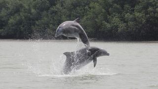  Todas las especies de delfines de agua dulce están en peligro de extinción