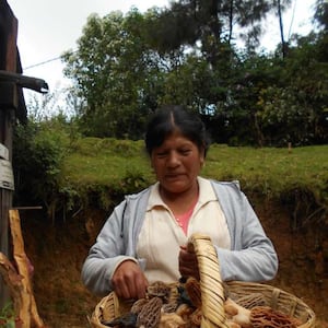 FOTO 1 | Esta foto muestra a Rosenda, una de las mujeres Tlahuica Pjiekakjoo, que posee mayor conocimiento sobre este recurso. En su mano izquierda, nos muestra el hongo de olotito o mazorquita (Morchellasp.), el cual, es una especie muy apreciada dentro del pueblo pjiekakjoo por su exquisito sabor. En la comunidad existe una parte de la amplia diversidad de hongos comestibles silvestres que aún se conoce, consume y comercializa. Nuestra comunidad es una de las comunidades más micófagas de México y el mundo, al consumir más de 160 especies de hongos comestibles.