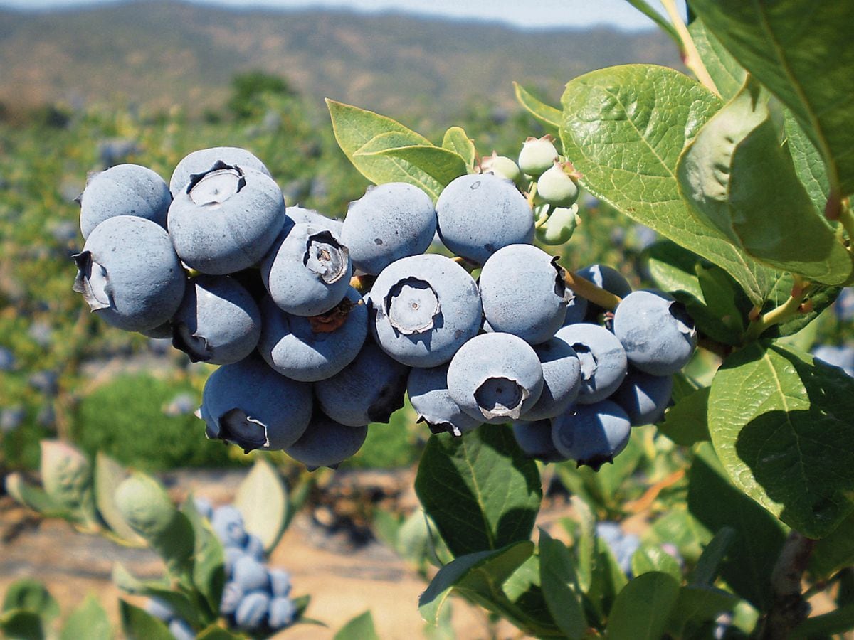Agrovisión cuenta con más de 2,000 hectáreas de arándanos en Olmos (Lambayeque). Foto: Difusión