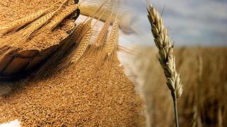 El mercado del trigo está en llamas por el clima caluroso