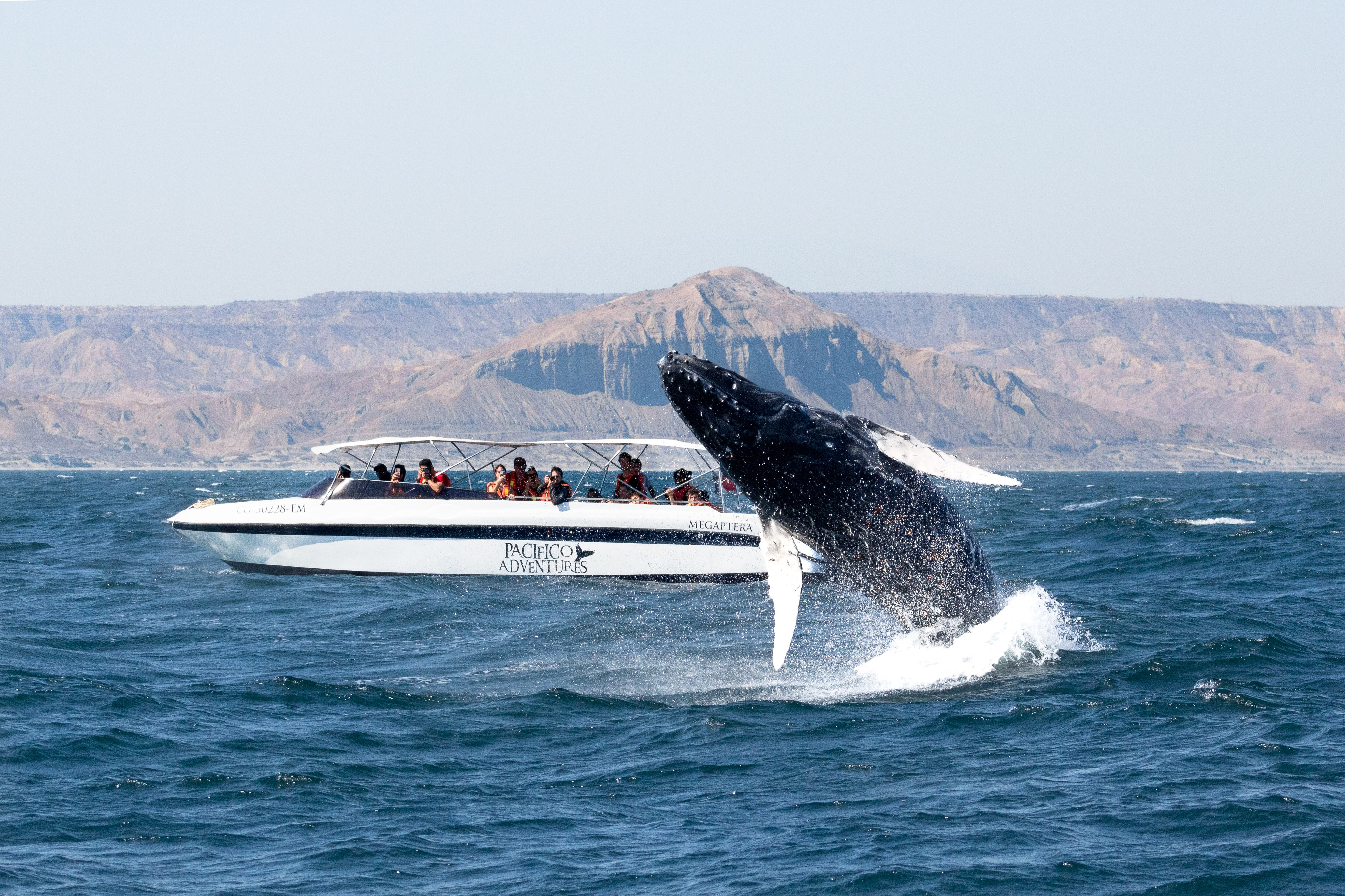 La Dirección Regional de Comercio Exterior y Turismo de Piura indicó que se vienen realizando diversas actividades previas a la inauguración oficial de la temporada de avistamientos en Máncora y Los Órganos. ( Francisco Bossio).
