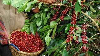 Anuncian medidas fitosanitarias para resguardar plantaciones de café ante plagas