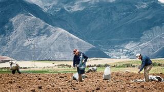 Agro Rural empezó la revisión de propuestas de proveedores de urea para importación