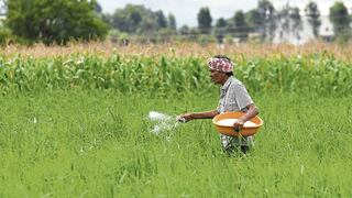 Siembra de maíz, papa y quinua en riesgo por déficit de lluvias: Senamhi