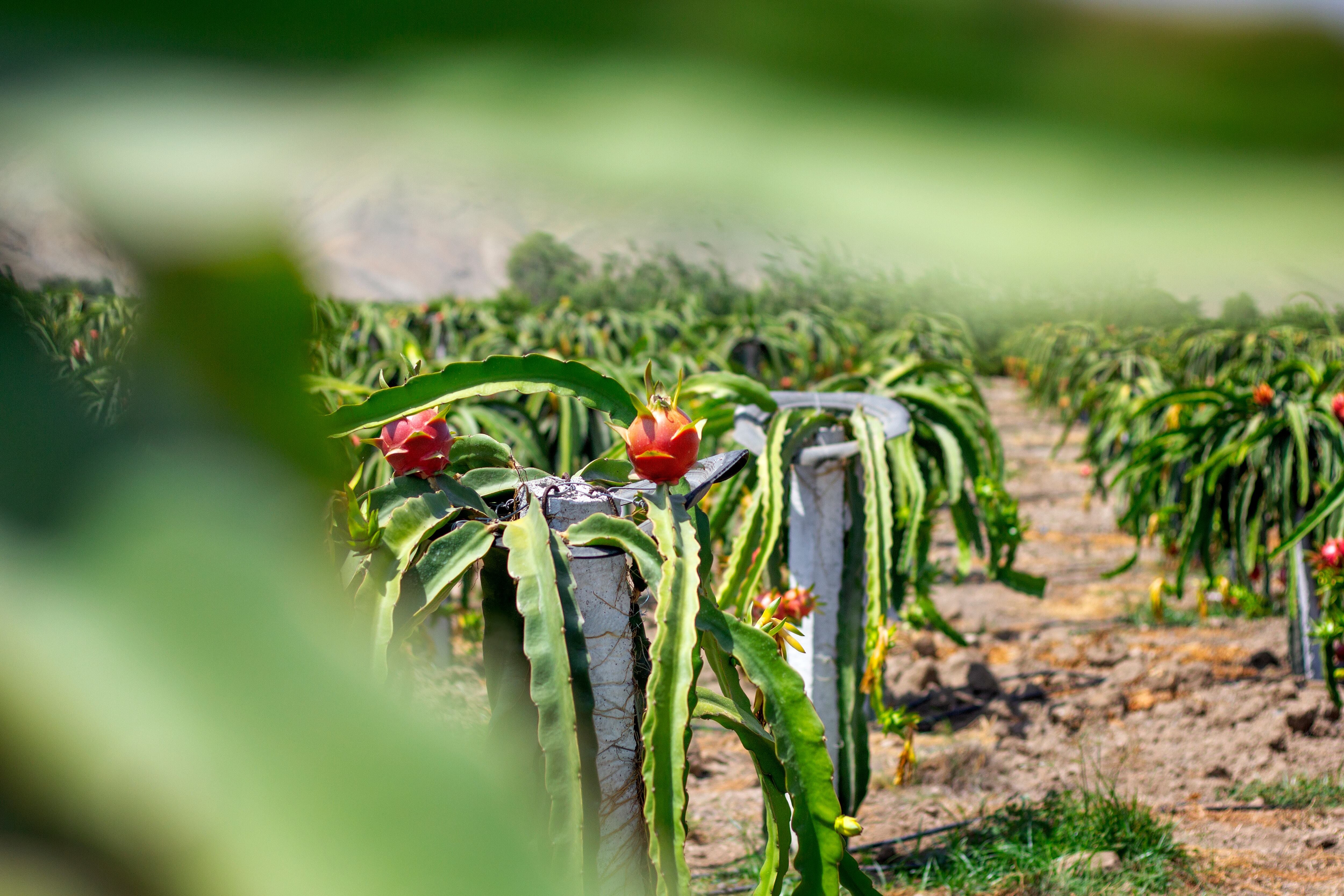 Para 2026, Agroindustria Baleno proyecta exportar más de 1,000 toneladas, con un valor estimado de US$ 3.8 millones.
