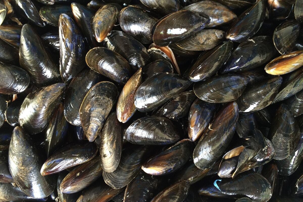 Produce establece veda reproductiva del choro y autoriza al Imarpe pesca exploratoria del langostino café en las costas de Piura. (Pixabay/ joycemay).