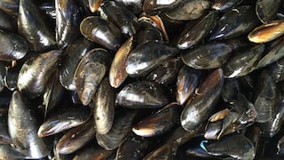 Ministerio de la Producción establece veda reproductiva del choro: ¿hasta cuándo?