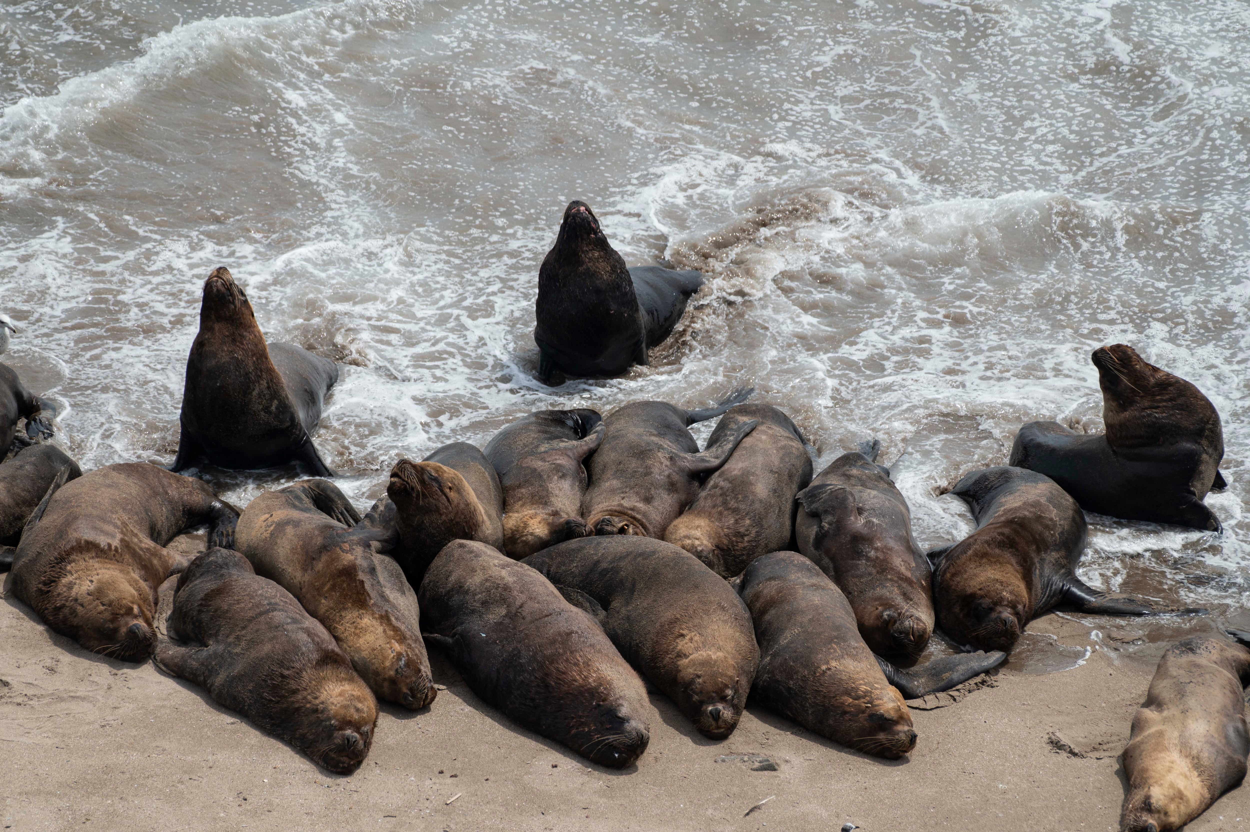 El sonido que hacen los lobos marinos es una orquesta de llamados entre la comunidad marina, entre ellas, las madres que entran a nadar con sus crías. (Foto: Flor Ruiz).