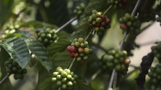 El “café del Canal de Panamá”, la marca en crecimiento que sostiene la cuenca hídrica