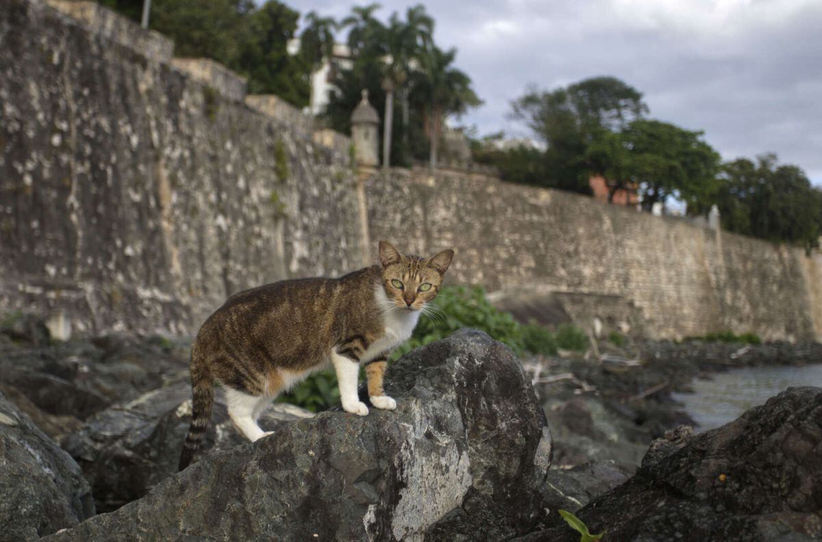 Ante esta situación, la organización sin ánimo de lucro estadounidense, Alley Cat Allies, ubicada en el estado de Maryland y dedicada a proteger a los gatos callejeros, demandó la semana pasada al Servicio de Parques Nacionales con el fin de detener su plan contra los felinos del Viejo San Juan. |Foto: EFE