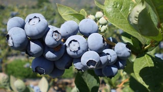 Vivero Los Viñedos duplicará producción de plantas de arándanos: los planes de Mercedes Auris