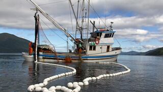 Exportación de bacalao de profundidad cayó 43% en el primer binestre del año