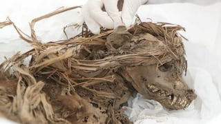 Hallan perros sepultados hace mil años debajo del Parque de las Leyendas