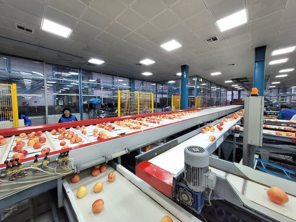 Planta de Unifrutti en Chile.