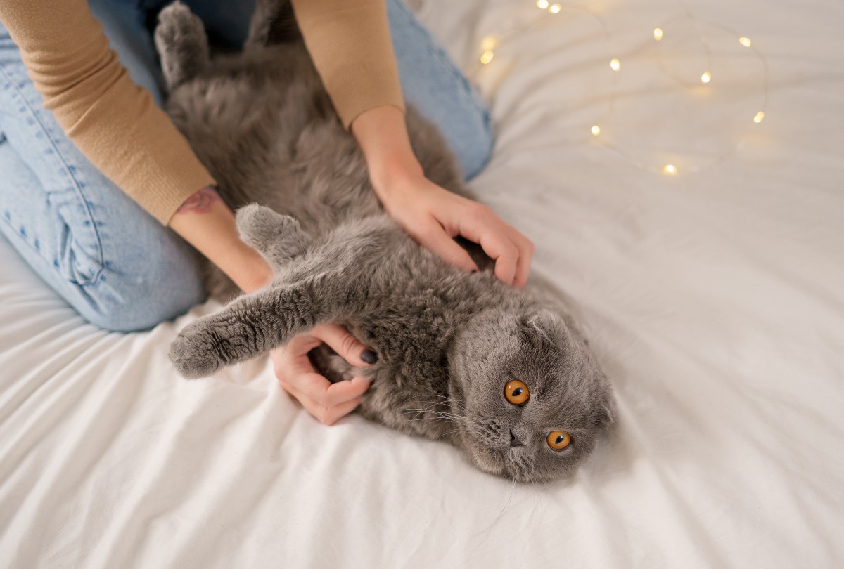 Licencia laboral compensable por la muerte de una mascota mitigará el impacto emocional y psicológico de los trabajadores. (Foto: Freepik)