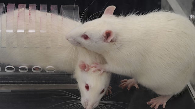 Crean la primera rata virtual para descifrar cómo controla el cerebro el movimiento