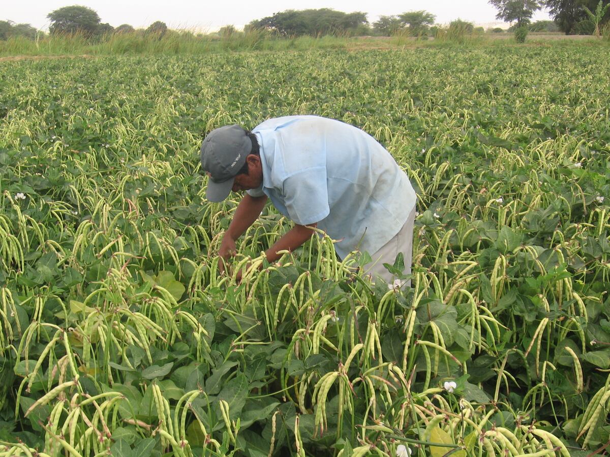"Uno de los principales problemas del SAC es su alcance. Muchos agricultores desconocen su existencia o no saben cómo acceder a él, lo que reduce su capacidad de brindar apoyo oportuno".
