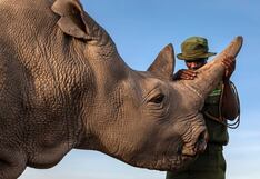 Reintroducen rinocerontes blancos de Sudáfrica en parque de RDCongo