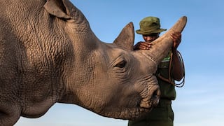 Reintroducen rinocerontes blancos de Sudáfrica en parque de RDCongo