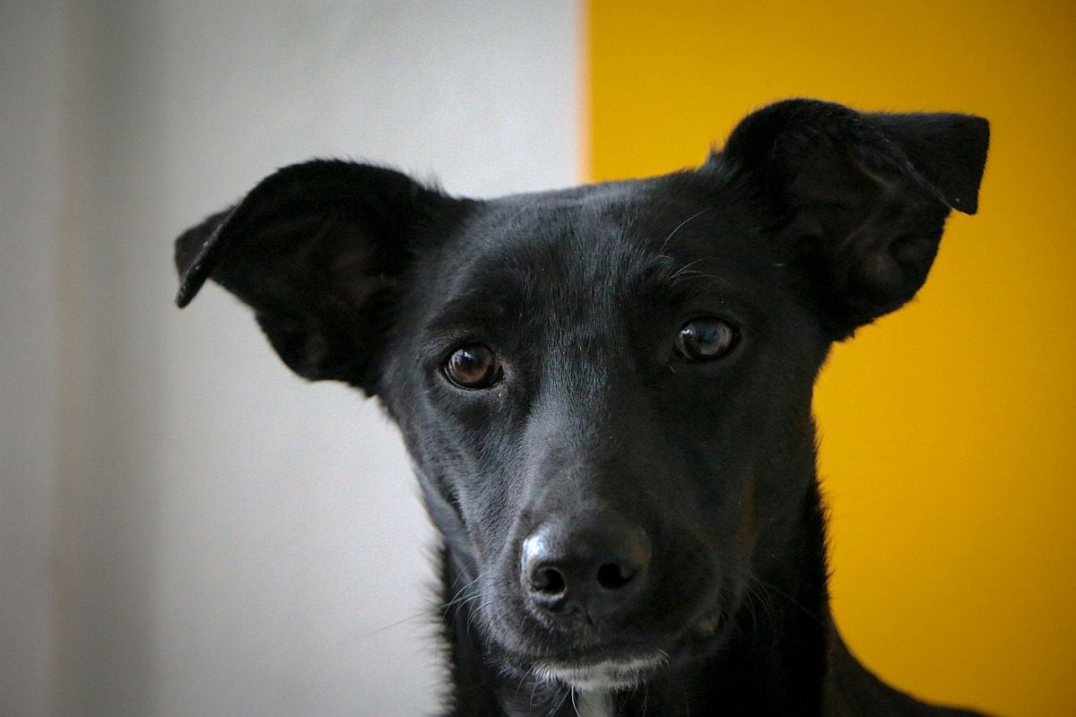 Los perros superdotados pueden aprender palabras nuevas. (Foto: Anya Juárez Tenorio / Pexels)