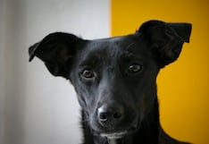 Cuidado con lo que dices: perros tienen la capacidad de aprender palabras nuevas escuchando a escondidas a sus dueños