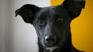 Cuidado con lo que dices: perros tienen la capacidad de aprender palabras nuevas escuchando a escondidas a sus dueños